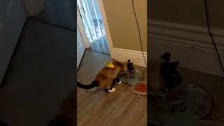 bird flies on cat and cat is cool with it