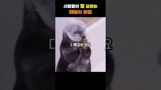 너무나도 귀여운 해달의 비밀