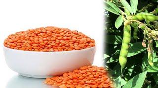 How to grow dal plant at home | Dhal Cultivation