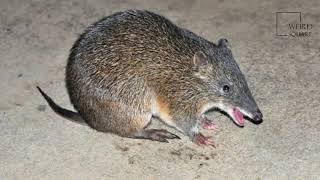 Interesting facts about Southern Brown Bandicoot by weird square