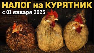 Новый НАЛОГ НА КУРЯТНИК с 1 января 2025 года