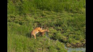 A tiger attacks and kills a deer, video shot from Dhikala campus, Corbett National Park, India