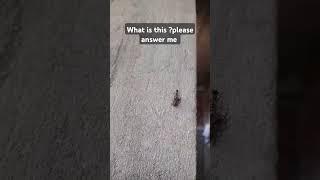 What is this? #song #bollywood  #insects #aajkirat #shorts #viral #trending #youtube #subscribe