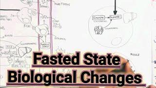 Fasted State Biological Changes @umerfarooqbiology7083