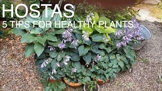 How to grow Hostas in pots-Gardeners Cottage