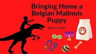 Getting a Belgian Malinois Puppy | What do I Need?