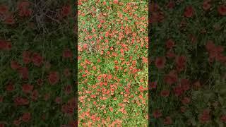 Poppies in the wind #poppy #poppies #amapolas #spring #primavera #nature #flowers #red #wind