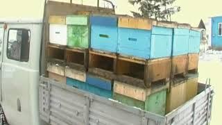 Забираем пчел с дальнего точка. Сила отводков этого года идущих в зиму.