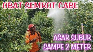 Cabe rawit kaliber berbuah lebat tinggi tanaman sampe 2 meter