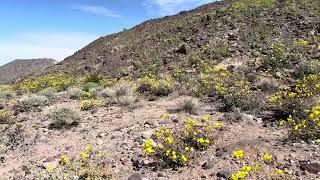 Wildflowers in Death Valley National Park