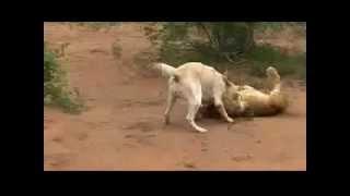 Kangal kills Lion