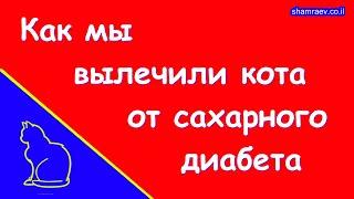 Как мы вылечили кота от сахарного диабета (2024)