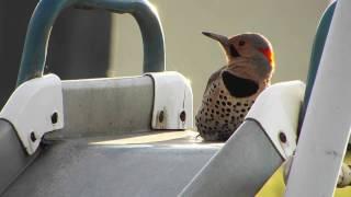 Machine Gun Woodpecker - Flicker