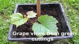 How to grow grape vines out of green cuttings