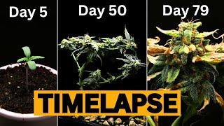 Cannabis Bonsai from Seed to Flower TIMELAPSE