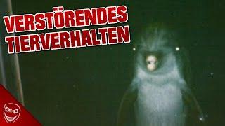 5 unfassbar seltsames Tierverhalten, dass du nicht erwarten würdest!