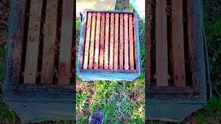 Польза от прошлогоднего роя. #пчеловодство #современноепчеловодство #рои #bee #beekeeper