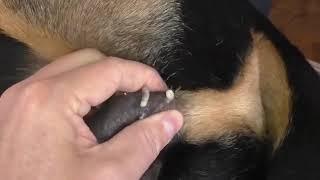 mangoworms removal from dog  maggots 2022 | lot of mangoworms botfly removed now