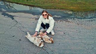 Stray Puppies can’t Hold Emotions when Realise They are Being Rescued