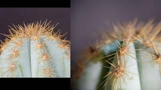 pilosocereus azureus, Pilocereus pachycladus