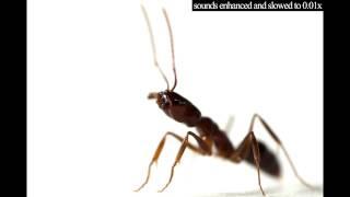 Trap-jaw ant sounds