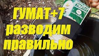 КАК СДЕЛАТЬ маточный раствор ГУМАТА +7   Как сделать  раствор ФИТОСПОРИНА   ПОДКОРМКА ОГУРЦОВ