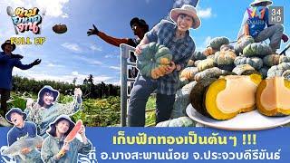 เก็บฟักทองเป็นตันๆ !!! ที่ อ.บางสะพานน้อย จ.ประจวบคีรีขันธ์ | ตามอำเภอจาน | 10 ธ.ค. 67 Full EP