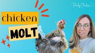 Chicken Molt: Purelychicken's guide to dealing with the fall molt