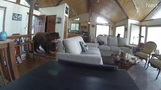 Bear Breaks in Cabin After Knocking Down the Door - 1132163