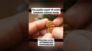 top quality nepali 14 mukhi rudraksha collector piece #youtubeshorts #shorts #rudraksha