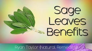 Sage Leaves: Benefits and Uses