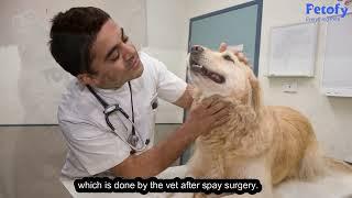 Importance of World Spay Day Every Pet Parent should Know | Petofy