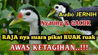 suara pikat burung ruak ruak terbaru di jamin 100% datang mendekat