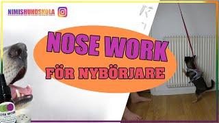 NOSE WORK - Lär din hund hitta eukalyptus