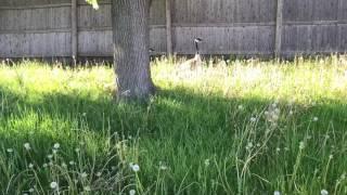 Geese in the grass