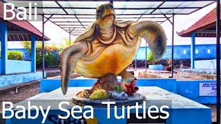 Saba Asri Turtle Conservation Center, Bali - we are saving the sea turtles