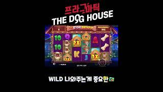 [슬롯]잭팟 프라그마틱 더 도그 하우스 THE DOG HOUSE 리뷰 [슬롯게임][슬롯사이트][강원랜드][slotlive]