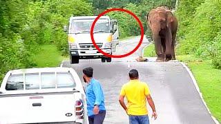 Wild elephants roaming on the road in the middle of the jungle are a great nuisance to people...