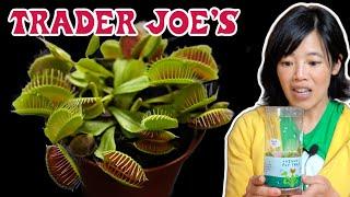 FEEDING My $5.99 Trader Joe's Venus Fly Trap