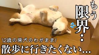 20代。実家暮らし。散歩に行きたくないと駄々をこねる柴犬こまちゃんが可愛すぎました...【和風総分家】