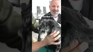 DIFFERENT REACTIONS TO ADJUSTMENTS  ANIMAL CHIROPRACTOR COMPILATION