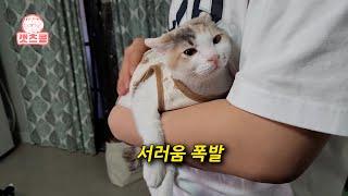 고양이를 맡기고 여행 갔다가 5일 만에 돌아온 오빠 집사를 본 아기고양이 반응