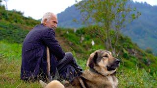 Village life - Daily Life in the Turkey Black Sea - People - Tea Harvest - Nature