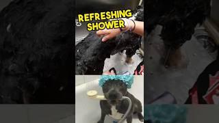 Grooming a Bernedoodle in 60 Seconds | Quick Dog Care Tips