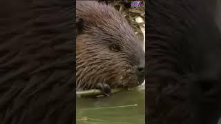 Beaver's Teeth Never Stop Growing #animalshorts #nature #beavers