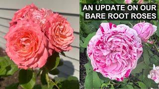 Bare Root Rose Success | 2024 Favorites 