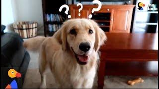 SMART Service Dog Makes HILARIOUS Mistake | The Dodo