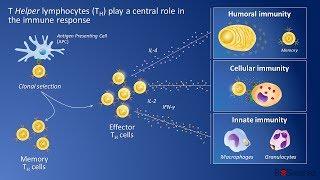 CD4 T Helper cells and immune response