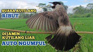 Suara Burung KUTILANG GACOR/KUTILANG RIBUT Ampuh Untuk MIKAT || Burung Kutilang Liar Auto NgumpuL