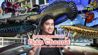 KEDAI IKAN PERHIASAN NEWLIFE AQUATIC PASAR PUDU || JUAL PELBAGAI JENIS IKAN CHANNA, GUPPY, BETTA